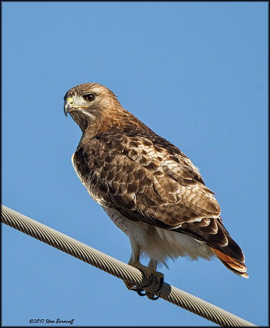 _2SB1022 red-tailed hawk.jpg